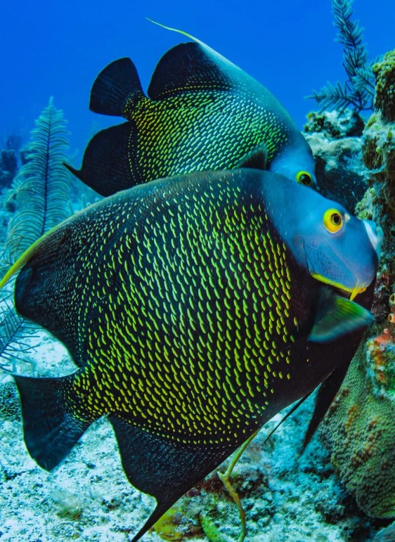 Scuba Diving in Turks & Caicos
